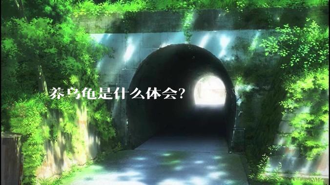 养乌龟是什么体会？